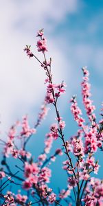 Spring,Sky,Clouds,Branches,Flowers,Sakura