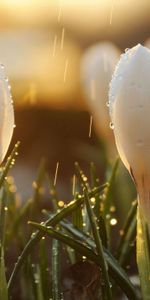 Spring,Snowdrops,Buds,Drops,Glare,Macro,Sun,Flowers