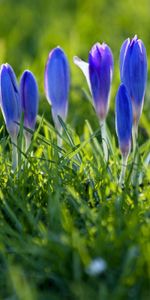 Spring,Snowdrops,Flowers,Plant