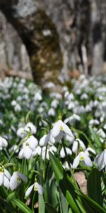 Snowdrops,Primavera,Naturaleza,Flores,Planta