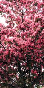 Spring,Tree,Flowers,Wood,Cherry,Flowering,Bloom