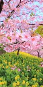 Florecer,Primavera,Floración,Naturaleza,Madera,Árbol,Flores