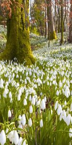 Spring,Trees,Grass,Snowdrops,Nature,Flowers