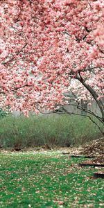 Spring,Trees,Pink,Nature,Bloom,Flowering,Garden