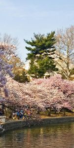 Árboles,Parque,Primavera,Naturaleza,Estanque,El Parque