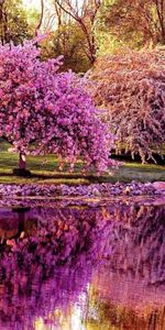 Spring,Trees,Reflection,Pond,Nature,Sakura