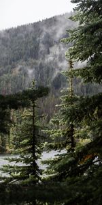 Spruce,Fir,Nature,Drops,Branch,Rain