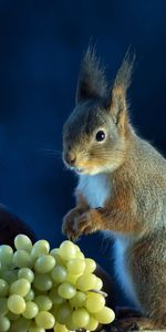 Squirrel,Animals,Grapes,Food