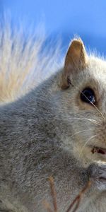 Squirrel,Background,Sky,Muzzle,Animals