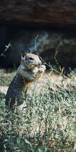 Squirrel,Grass,Animal,Rodent,Animals,Wildlife