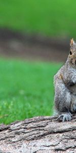 Squirrel,Grass,Sit,Log,Wait,Animals