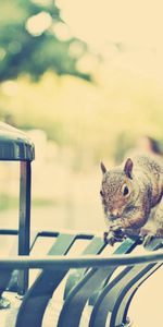 Squirrel,Light,Stroll,Climb,Animals,City,Shine