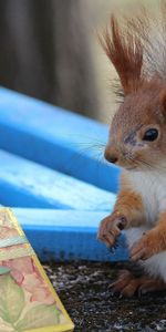 Squirrel,Nuts,Box,Present,Animals,Gift,Bench