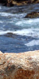 Squirrel,Stones,Sea,Sit,Surf,Animals,Food