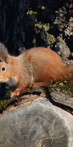 Animales,Ardilla,Madera,Árbol,Fauna Silvestre,Vida Silvestre,Animal,Corteza,Ladrar