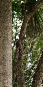 Bois,Arbre,Écureuil Volant,Animaux,Écureuil