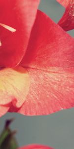 Stamens,Background,Flower,Macro,Petals