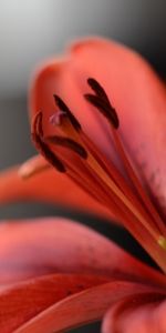 Stamens,Macro,Petals,Lily,Flower