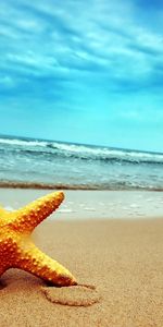 Starfish,Background,Sea,Beach