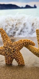 Starfish,Landscape,Sea