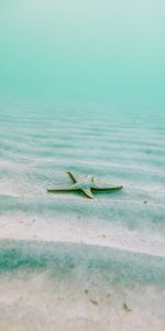 Starfish,Nature,Echinoderms,Echinodermata,Pentagonal,Underwater World