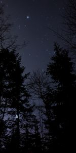 Nature,Forêt,Ciel Étoilé,Nuit