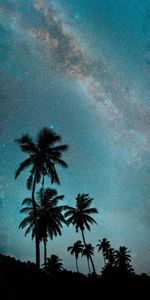 Starry Sky,Night,Palms,Dark,Milky Way