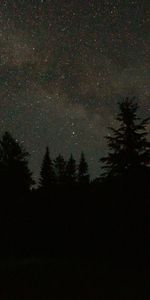 Starry Sky,Spruce,Fir,Tent,Trees,Stars,Dark,Campsite,Camping