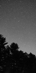 Stars,Bush,Starry Sky,Bw,Chb,Nature