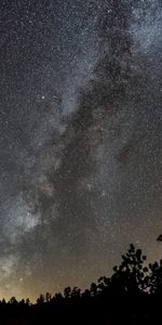 Arbusto,Oscuro,Estrellas,Cielo Estrellado,Nebulosa