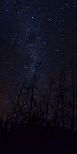 Stars,Night,Dark,Silhouettes,Plants,Milky Way