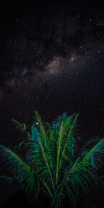 Stars,Night,Starry Sky,Palm,Branches,Dark