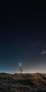 Stars,Night,Tree,Field,Wood,Dark