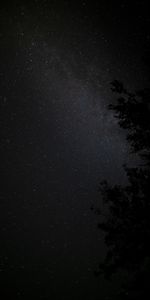 Bois,Arbre,Ciel Étoilé,Nébuleuse,Etoiles,Nuit,Sombre