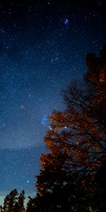 Stars,Night,Wood,Tree,Starry Sky,Darkness,Dark