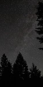 Stars,Silhouette,Starry Sky,Spruce,Fir,Nature,Night