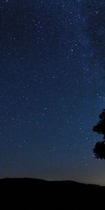 Stars,Silhouette,Wood,Tree,Starry Sky,Night,Nature