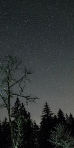 Stars,Sky,Trees,Night,Dark