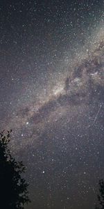 Stars,Starry Sky,Branches,Universe,Dark,Night