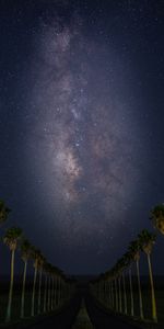 Route,Nature,Etoiles,Ciel Étoilé,Nuit,Palms