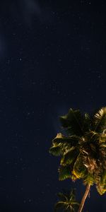 Stars,Starry Sky,Palm,Nature,Universe