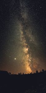 Stars,Trees,Night,Dark,Silhouettes,Milky Way