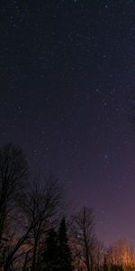 Stars,Trees,Starry Sky,Night,Nature