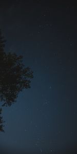 Stars,Wood,Tree,Starry Sky,Night,Dark