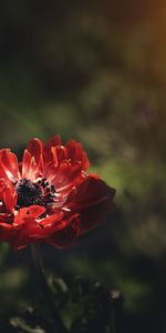 Stem,Stalk,Anemone,Petals,Flowers,Flower