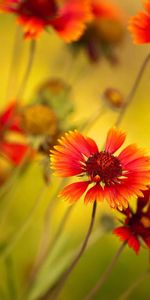 Stem,Stalk,Flowers,Plant,Petals