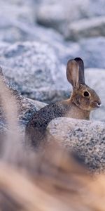 Stones,Animal,Profile,Rabbit,Hare,Animals