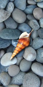 Stones,Background,Shells