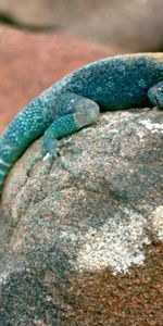 Animales,Stones,Lagarto Azul,Cabeza Naranja