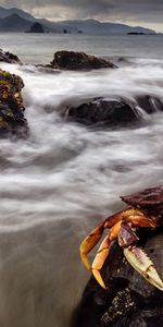 Animales,Stones,Mar,Garras,Cangrejo